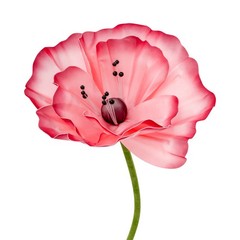 Handmade EVA Corn Poppy Floor Flowers Set Of 3 40×100,50×120,70×140cm Dark Pink