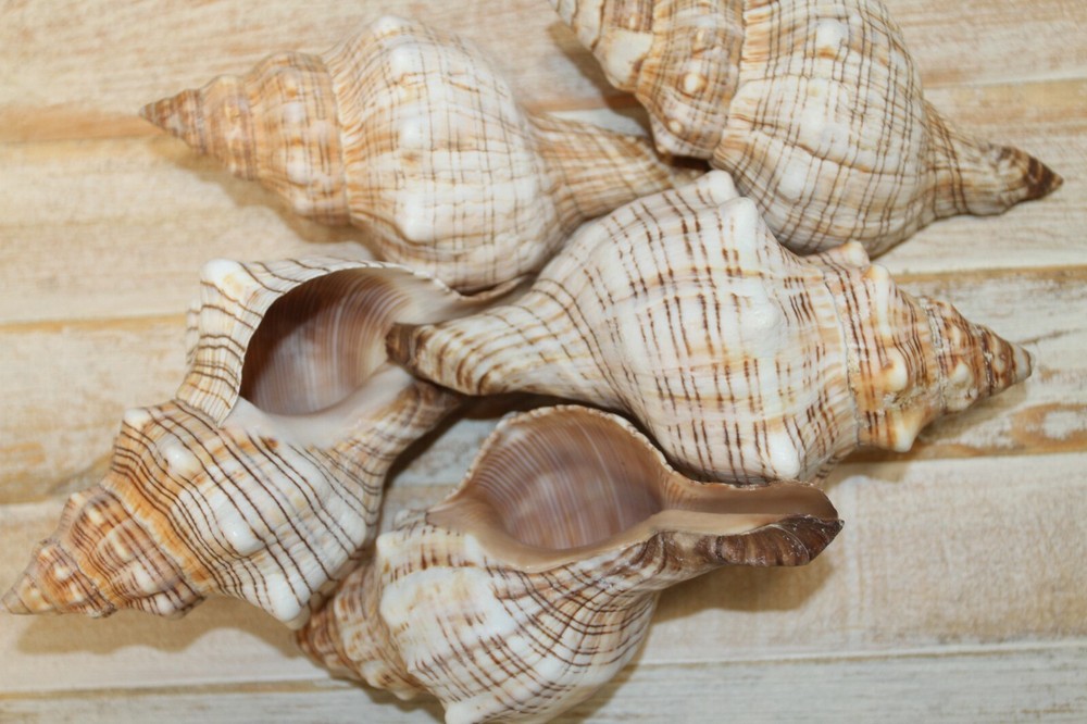 Large Fox Sea Shells 5 inch to 6 inch Sizes, Quantity Priced, SS-163