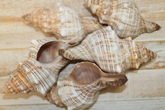 Large Fox Sea Shells 5 inch to 6 inch Sizes, Quantity Priced, SS-163