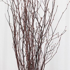 6 Natural Extra Long 46″ Birch Tree Branches Vase Fillers FLOWERS STEMS Wedding