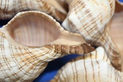 Large Fox Sea Shells 5 inch to 6 inch Sizes, Quantity Priced, SS-163