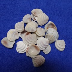 WEDDING CAKE SEASHELLS, Craft Supply, Beach Decor, Beach Weddings,flowers SS-475