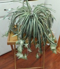2 Bunches Chlorophytum Grass Vine Artificial Plants Spider Hang (50 leaves each)