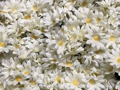 Cream Daisy Bunches Michael’s Craft Store/120 count/15 Daisies per Bunch
