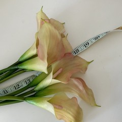 EUC REAL TOUCH CREAM/PINK CALLA LILY FLOWER – 8 STEMS 19” Tall
