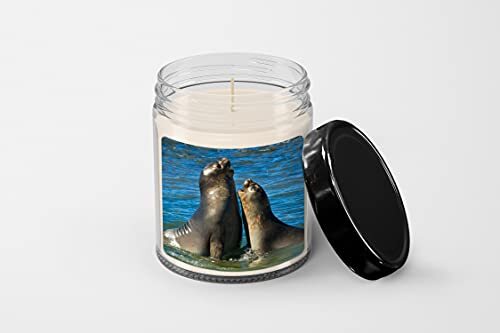 Elephant Seal in The Coast of Peninsula Valdes Candle – Soy Wax Candle