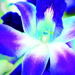 – Blue Sapphire Orchid Bouquet of 10 Fresh Blue Orchid with Vase –