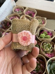 20 Succulent In Decorative Wrap For Wedding Favor, Party Favor