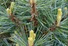 Wedding Favors (45) Evergreen Pine Starter Seedlings Bundle DIY Free Shipping