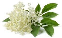 Organic Dried Elderflowers 16 oz. (1 lb.), USDA Certified
