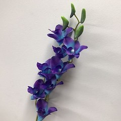 3 x LATEX TOUCH SINGAPORE BLUE PURPLE ORCHID DENDROBIUM ORCHIDS FLOWER FLOWERS