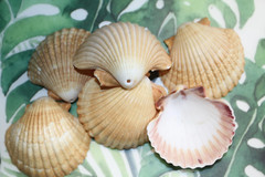Medium Shells, MEXICAN CUPS, Drilled Shells, Wedding Supply, Keep Sake, SS-486