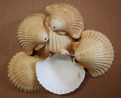 Medium Shells, MEXICAN CUPS, Drilled Shells, Wedding Supply, Keep Sake, SS-486