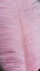 Blush Pink Ostrich Feathers 14-16 inches 50 Pieces Dozen Blush Feather Wedding