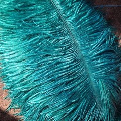 Teal Ostrich Feathers 14-16 inches 50 Pieces(GA, USA)