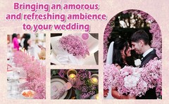 9000+ Bloom Pink Dried Babys Breath Flowers 150 Stems – Bulk Gypsophila
