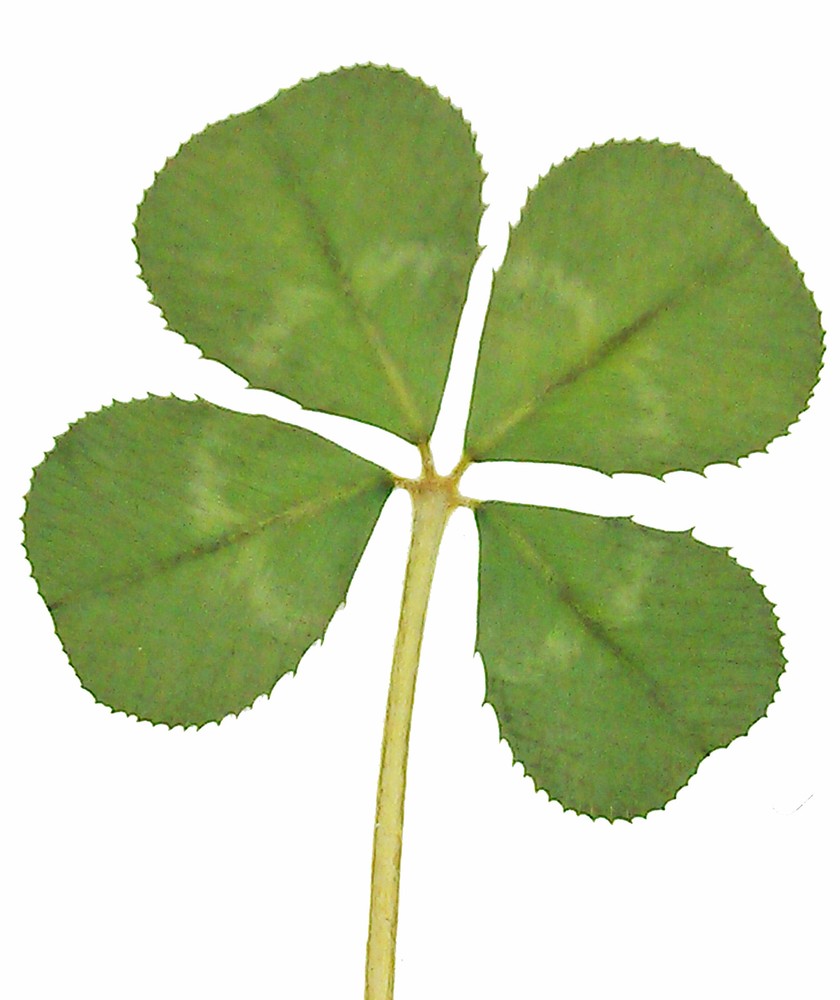 GENUINE REAL 4 FOUR LEAF CLOVER WEDDING FAVOUR WITH CERTIFICATE OF AUTHENTICITY