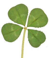GENUINE REAL 4 FOUR LEAF CLOVER WEDDING FAVOUR WITH CERTIFICATE OF AUTHENTICITY