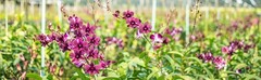 Mii Fresh Orchid Loose Bloom PERISHABLE flowers OrchidClub Sunne
