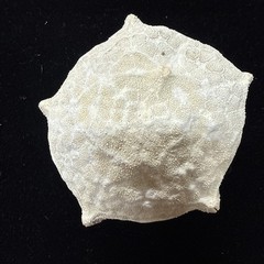 5 1/2” Culcita novaeguineae pillow star fish. starfish sea shell