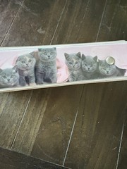 Vintage 2007 Keith Kimberlin 1” 3 Ring Binder Cute Kittens