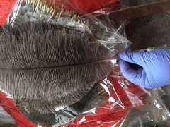 Nature Ostrich Feathers 12-14 inches 12 Pieces (GA, USA)