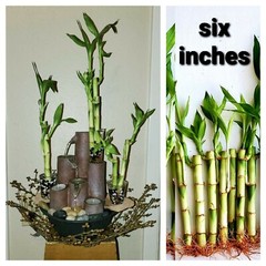 LUCKY BAMBOO 100 Plants 6 inches each Free Gold Wire, Free Shipping, GIFT