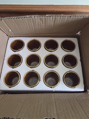 Box 24 Amber Glass Gold Tealight Candle Holders Lot Wedding Event Dinner Party