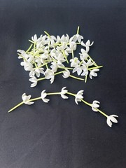 100 PCS White Blooming Gardenia for Jewelry Making, Garland, Home Decor, Wedding