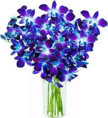 – Blue Sapphire Orchid Bouquet of 10 Fresh Blue Orchid with Vase –