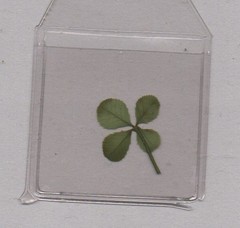 GENUINE IRISH ORIGINAL 4 LEAF CLOVER x 5 UK POSTPAID