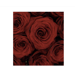 Wholesale Explorer Red Roses — Fresh Premium Ecuadorian Roses 50/60cm – 100 ste