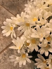 Cream Daisy Bunches Michael’s Craft Store/120 count/15 Daisies per Bunch