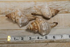 1st Quality Fox Sea Shells 3 inch to 4 inch Size Ranges Quantity Discount SS-164