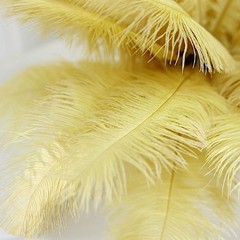 12 pcs 13-15″ long Gold Genuine Ostrich FEATHERS Wedding Party Centerpieces