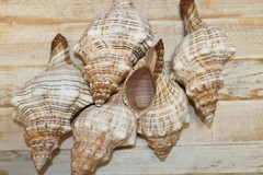 Large Fox Sea Shells 5 inch to 6 inch Sizes, Quantity Priced, SS-163
