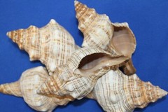 Large Fox Sea Shells 5 inch to 6 inch Sizes, Quantity Priced, SS-163