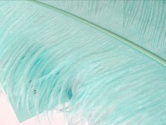 Aqua Blue color Ostrich Feathers 12-14 inches 12 Pieces 1 Dozen (USA Seller)