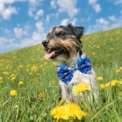 4PCS Big Dog Bow Ties 7x5Inch Black Red Blue Pink Adjustable Collar Paw Bone