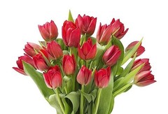 20 Red Tulip Bouquet – Fresh Flowers for Valentine’s Day, Mother’s Day Gift