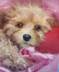 Vintage Class Act Maltipoo Puppy Dog 3 Ring Binder Keith Kimberlin 2 pockets