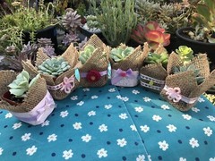 20 Succulent In Decorative Wrap For Wedding Favor, Party Favor