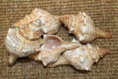 1st Quality Fox Sea Shells 3 inch to 4 inch Size Ranges Quantity Discount SS-164