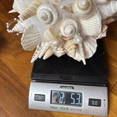 Natural Seashell Wedding Bouquet, Forever Keepsake, Beautiful One Of A Kind