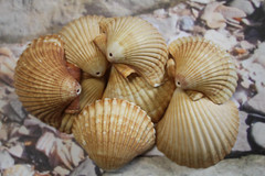 Medium Shells, MEXICAN CUPS, Drilled Shells, Wedding Supply, Keep Sake, SS-486