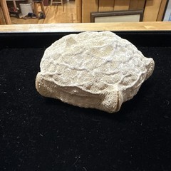 5 1/2” Culcita novaeguineae pillow star fish. starfish sea shell