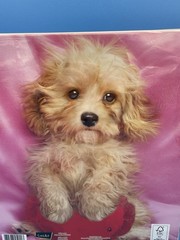 Vintage Class Act Maltipoo Puppy Dog 3 Ring Binder Keith Kimberlin 2 pockets