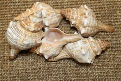 1st Quality Fox Sea Shells 3 inch to 4 inch Size Ranges Quantity Discount SS-164