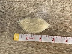 200 Pcs Small 2-3.5 Inches Natural Skeleton Leaves Rubber Tree Scrapbooking,