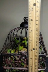 Vintage Decorative Metal Bird Cage French Country Cottage Decor w/Nest and Chick